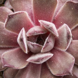 Sempervivum - Dachwurz - Hauswurz